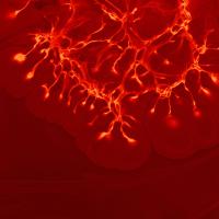 Mystics with Microscopes