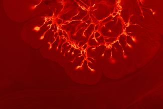 Mystics with Microscopes